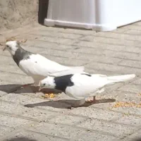 کفتر طوقی سیاه معاوظعه