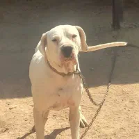 واگذاری سگ داگو آرژانتینو