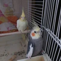 عروس هلندی مولد