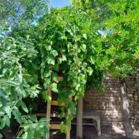یه واحد خانه ویلایی در یه منطقه خوش آب وهوا