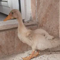 جوجه اردک دوماهه سالم بازیگوش