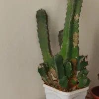 گل زیبای  کاکتوس