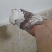 کبوتر شازده نوک قنار|پرنده|تهران, طیب|دیوار