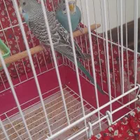 جوجه ۳ ماه|پرنده|مشکیندشت, |دیوار