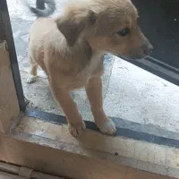 فروش توافقی