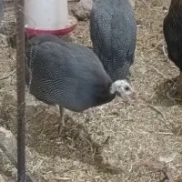 مرغ شاخدار.جوجه بوقلمون ایام سمانی. برهما.لهستانی.