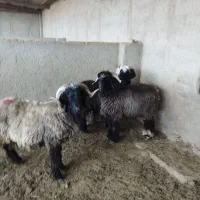 فروش بره و کهره  داشتی بختیاری|حیوانات مزرعه|شیراز, دارالرحمه|دیوار