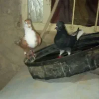 کبوتر معاوضه