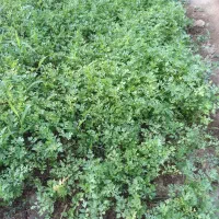 سبزی فروشی  تفریجان