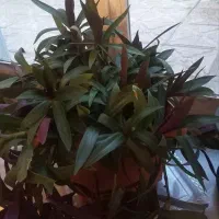 سانسوریا وزیپلین|گل و گیاه طبیعی|تبریز, |دیوار