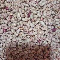 لوبیا چیتی امسالی
