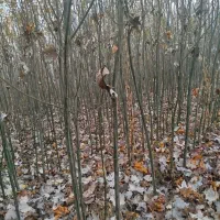 نهالستان کاظمی|خدمات باغبانی و درختکاری|سلماس, |دیوار