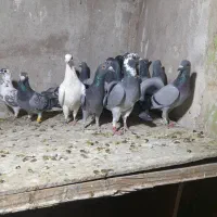 کفتر ۵تا کبوتر درجه یک|پرنده|شیراز, شیشه‌گری|دیوار