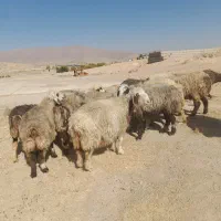 . تعداد ۲۰راس شیشک میش داشتی|حیوانات مزرعه|ارژن, |دیوار