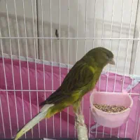 نر و ماده سالم|پرنده|رشت, صفاری|دیوار