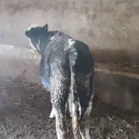 فروش گوساله سمینتال|حیوانات مزرعه|بستان آباد, |دیوار