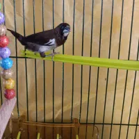 فنچ بنگالی نر