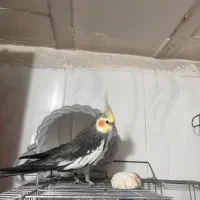 عروس هلندی نر سخنگو|پرنده|تهران, هفده شهریور|دیوار