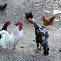 مرغ و خروس