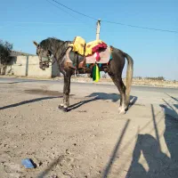 اسب|اسب و تجهیزات اسبسواری|زابل, |دیوار