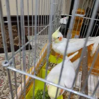 فروش عروس هلندی نر|پرنده|فولادشهر, B2|دیوار