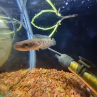 چانا|ماهی|تهران, کیانشهر|دیوار