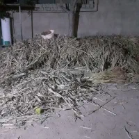 چهارنیسان جاروشهری تازه چیده شده