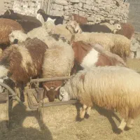 فروش ۱۴ جفت بره