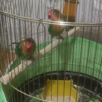 دوتا کوتوله به فروش مرسد جنسیت نمی دونم چیه