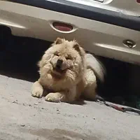 واگذاری چاوچاو