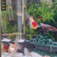 یک جفت ماهی گلد فیش معاوضه هم دارن|ماهی|اردبیل, |دیوار