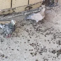 نر ماده سروک عتیقه|حیوانات|یزد, |دیوار