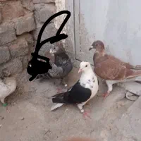 کبوتر  وایرپاد|پرنده|خاش, |دیوار