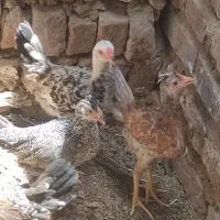 جوجه خونگی