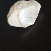 سنگ واره فسیل نقش صدف