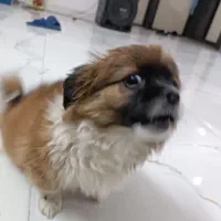 پامر|سگ|پاکدشت, حصار امیر|دیوار