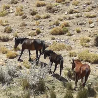 فروش اسب نژاد دار