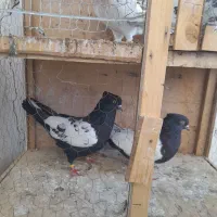 کفتر سینه ای|پرنده|محمدشهر, شهرک پیام (مهرالبرز)|دیوار