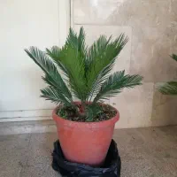 سیکاس گل آپارتمانی|گل و گیاه طبیعی|شهریار, شهرک شاهد|دیوار