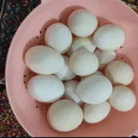 تخم نطفه دار نژاد گلین