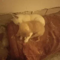 یک جفت پاکوتاه ۳ماهه بخاطر سازگاری بفروش میرسد