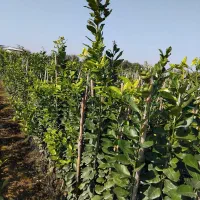 فروش انواع نهال مرکبات ۱۰۰ درصد تضمینی در رقم|خدمات باغبانی و درختکاری|قائم‌شهر, |دیوار