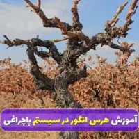 هرس و اصلاح انواع درخت های باغی و آپارتمانی