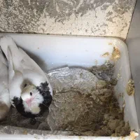 کفتر کلاغ کربلایی طوقی خال چپ سار و...