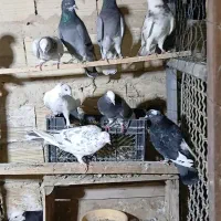 کبوتر