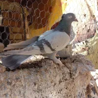 پرنده خوب|پرنده|شیراز, محراب|دیوار