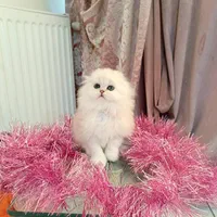 شهر گربه ی اشرافی شیراز|گربه|شیراز, ابیوردی|دیوار