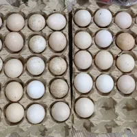 تخم نطفه دار مرغ گلین