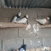 طوقی  کله|پرنده|نیشابور, مازول|دیوار