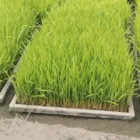 توم علی کاظمی و هاشمی